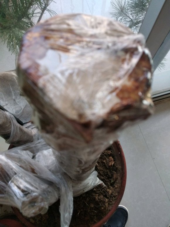 金豆下山桩1个多月没有发芽 只流胶
