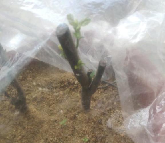 老鸦柿下山桩生桩发芽了后 怎么做