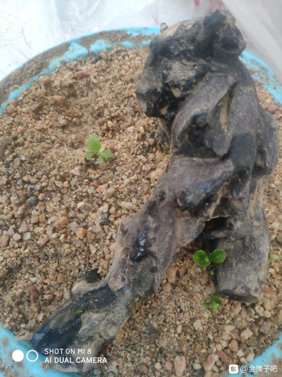 老鸦柿下山桩生桩发芽了后 怎么做