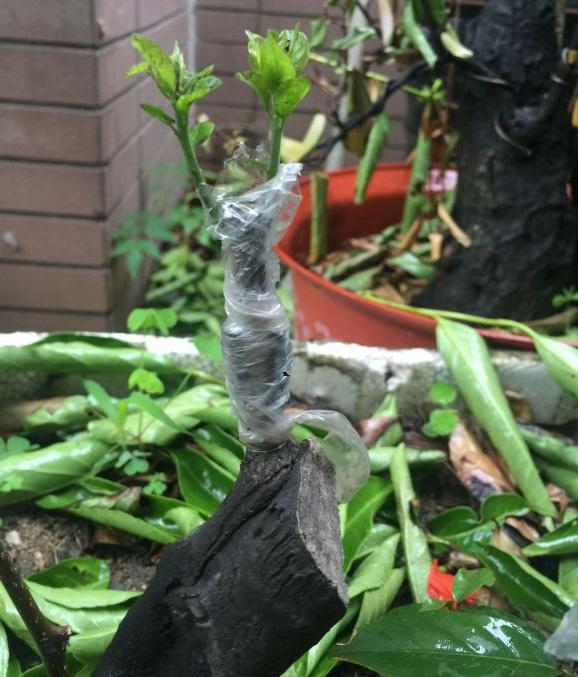 老鸦柿桩嫁接金弹子下山桩发芽 能活吗