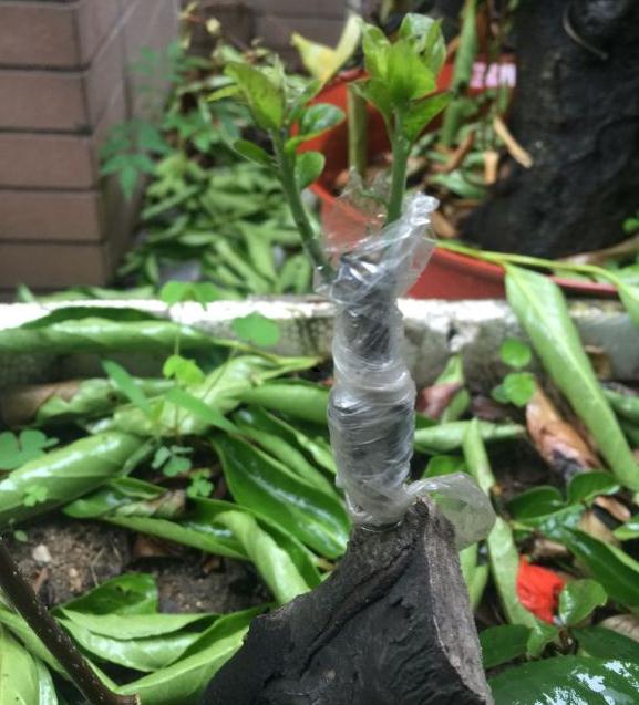 老鸦柿桩嫁接金弹子下山桩发芽 能活吗