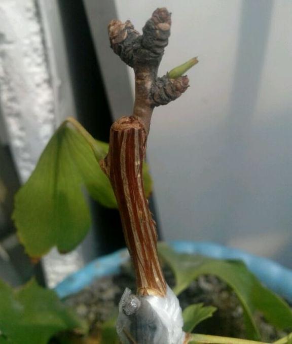 秋季银杏下山桩枝接结果萌芽了 可以吗