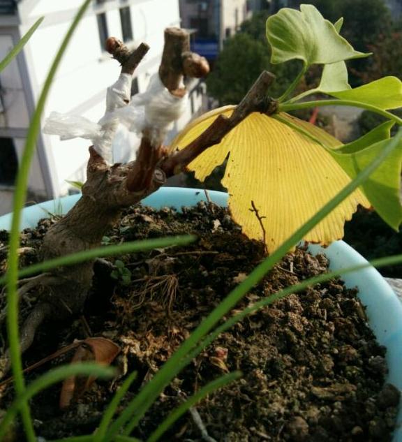 秋季银杏下山桩枝接结果萌芽了 可以吗