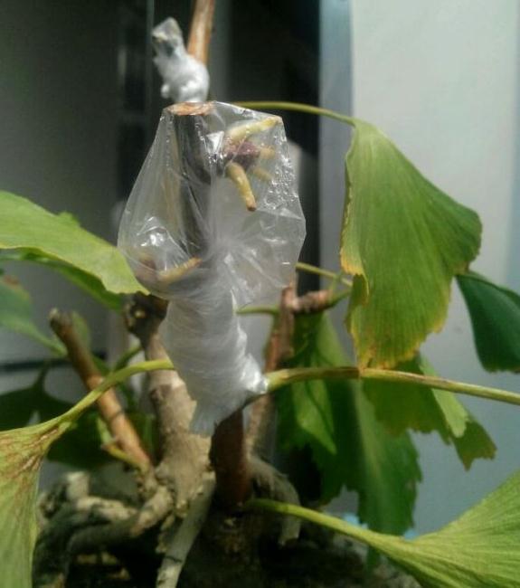 秋季银杏下山桩枝接结果萌芽了 可以吗