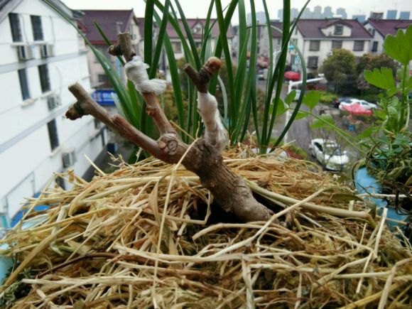 秋季银杏下山桩枝接结果萌芽了 可以吗