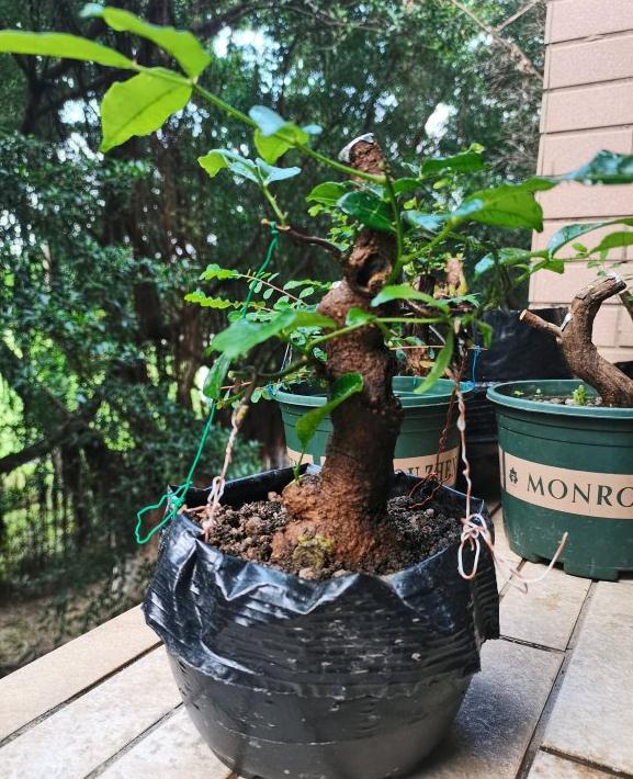 双面针下山桩主杆不发芽 快套袋