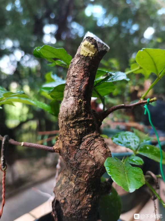 双面针下山桩主杆不发芽 快套袋