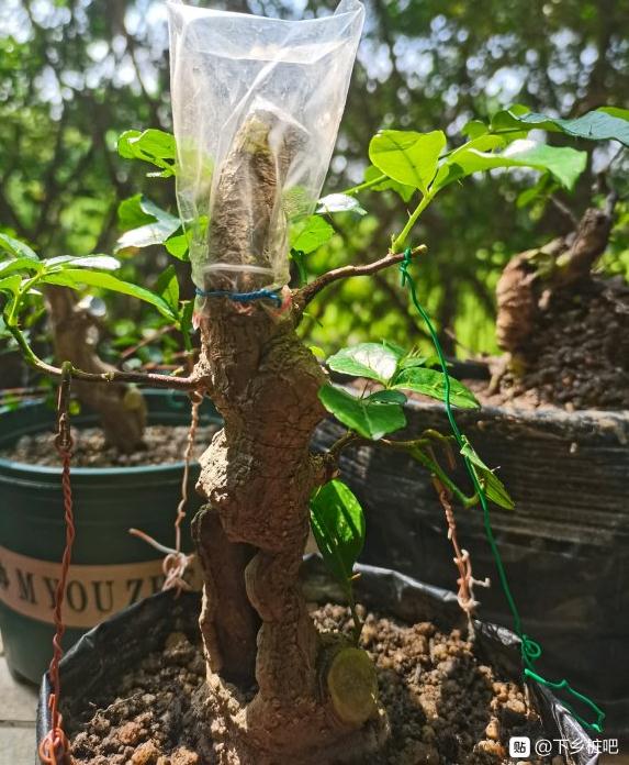 双面针下山桩主杆不发芽 快套袋