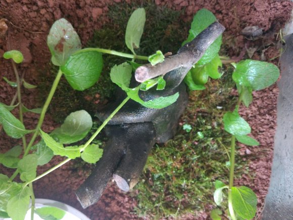 48元买了个老鸭柿