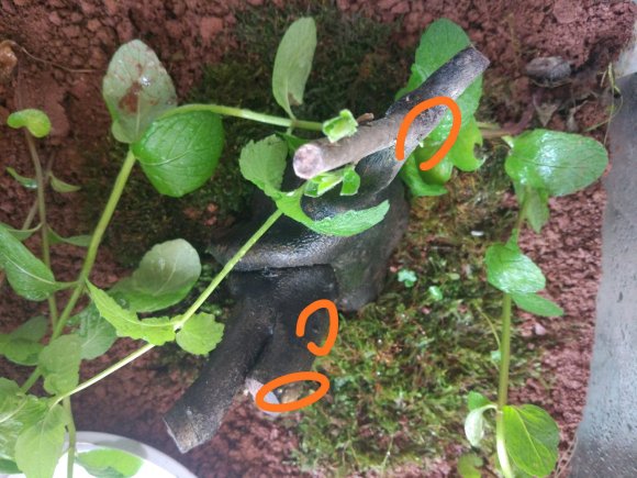 48元买了个老鸭柿