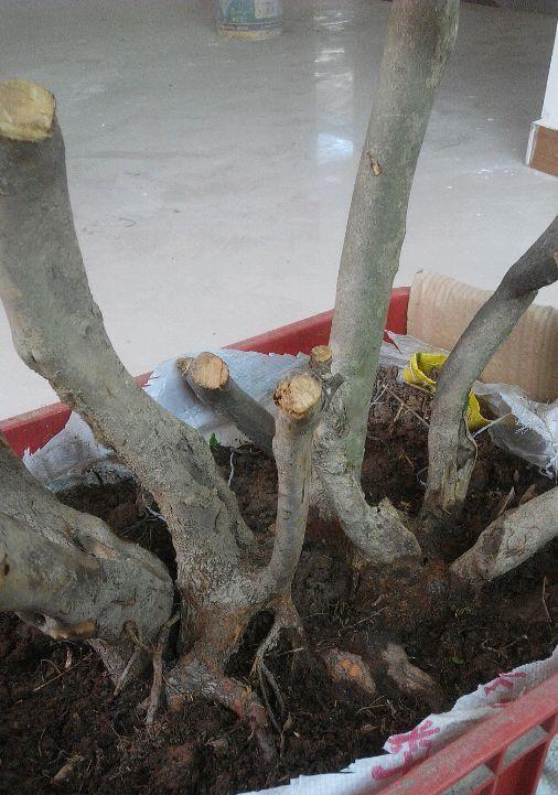 杜鹃下山桩一个月了 还没发芽 图片