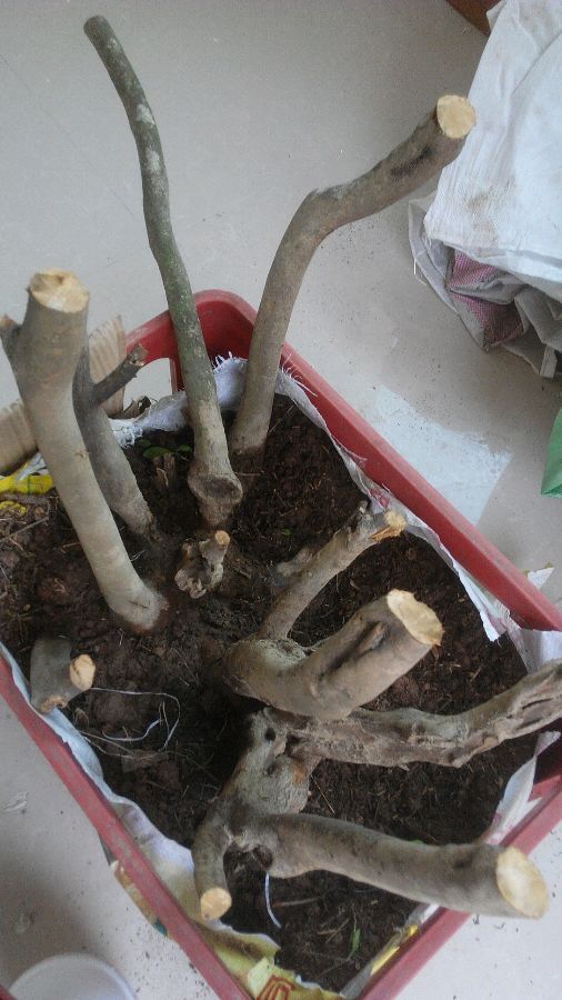 杜鹃下山桩一个月了 还没发芽 图片