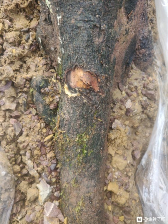 山东20度 金弹子下山桩熟桩不发芽