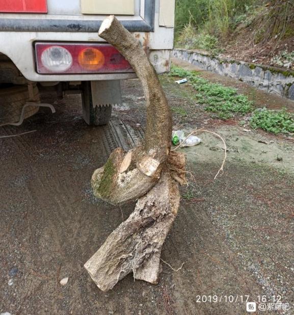 山东20度 金弹子下山桩熟桩不发芽