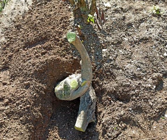 山东20度 金弹子下山桩熟桩不发芽