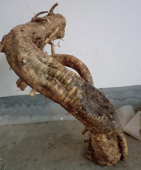 紫藤下山桩真的好活吗