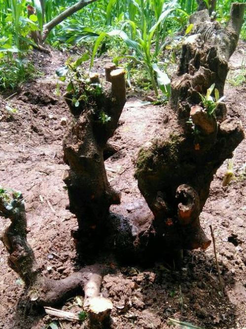 武汉21度火棘下山桩 怎么还不发芽