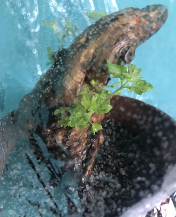 黄荆下山桩生桩入盆套袋生根 图片