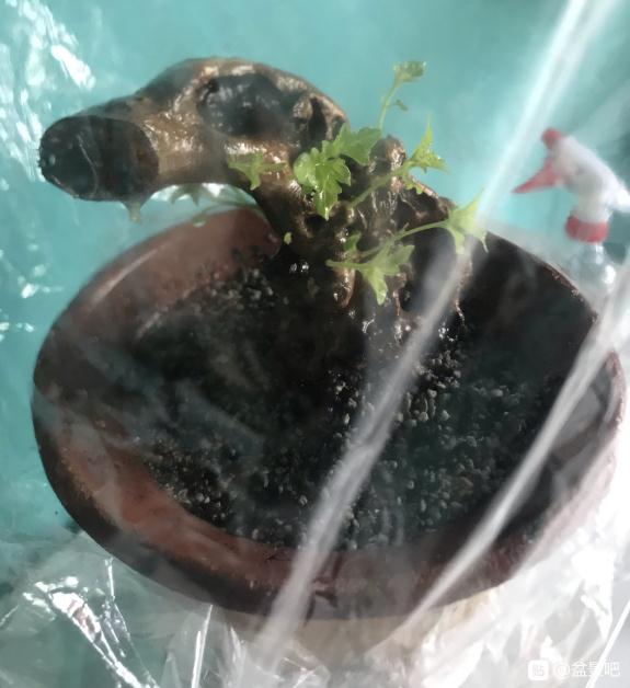 黄荆下山桩生桩入盆套袋生根 图片