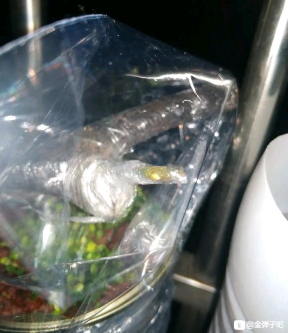 金弹子下山桩嫁接的花生果