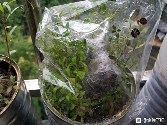 金弹子下山桩嫁接的花生果