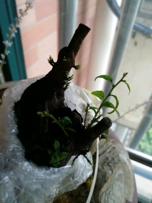 1颗阴芽金弹子下山桩熟桩 发芽了