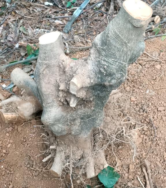 朴树下山桩的根可以发芽的吗 图片