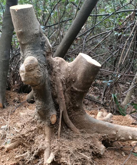 朴树下山桩的根可以发芽的吗 图片
