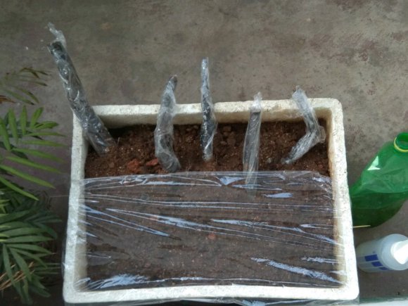 金弹子下山桩生桩都6天了 还不发芽
