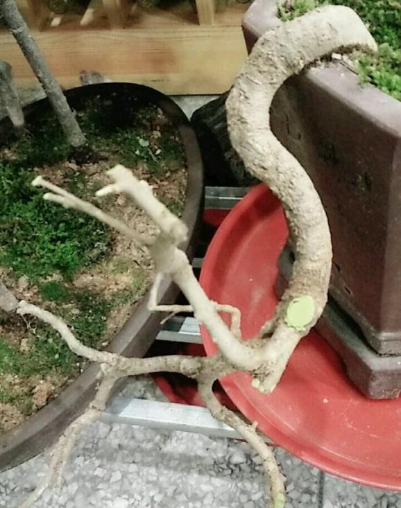 对节白蜡下山桩4个多月 还没发芽