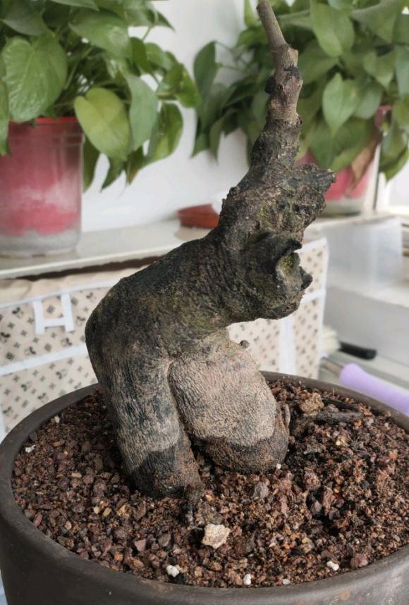 金弹子下山桩熟桩刚上盆 用的风化石