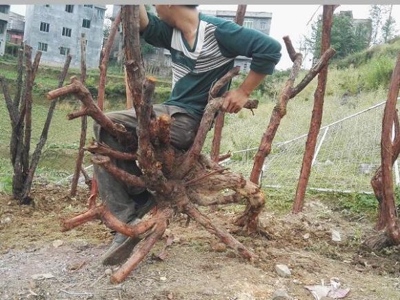 山木香下山桩没长根 就发芽了