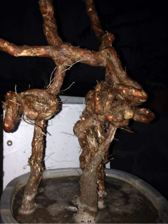 倒栽枸杞下山桩6天发芽了 先泡水过