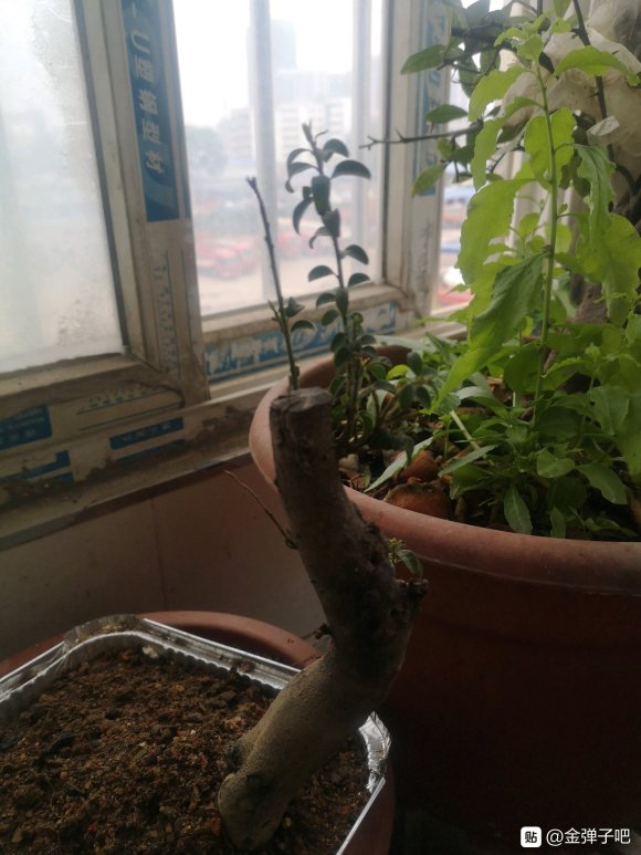 金弹子是前年栽的下山桩生桩