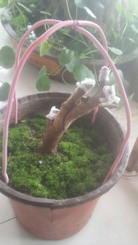 为什么迎春下山桩生桩 室内也可以来芽