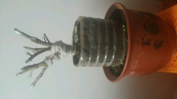 为什么迎春下山桩生桩 室内也可以来芽