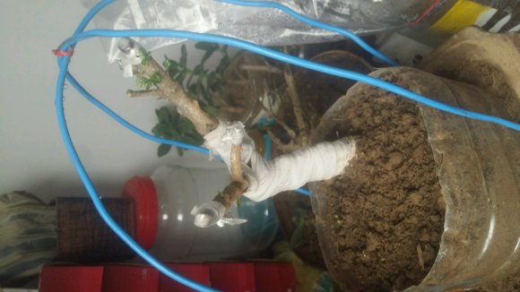 为什么迎春下山桩生桩 室内也可以来芽