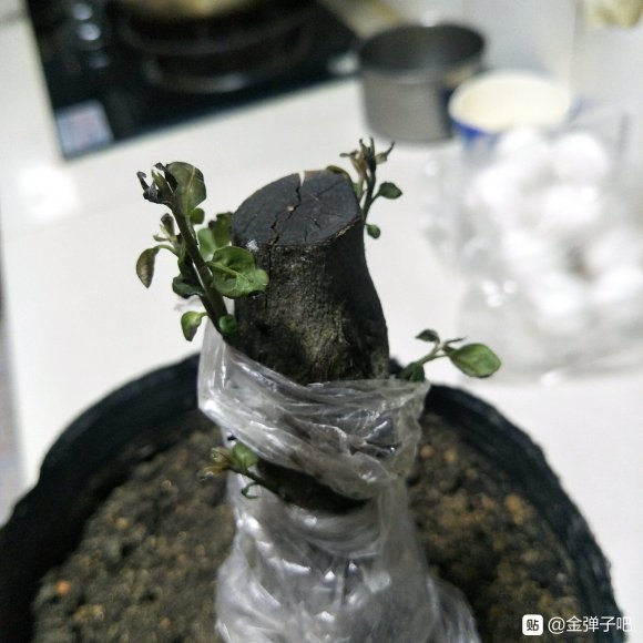 金弹子下山桩高培 覆膜 发芽了 图片