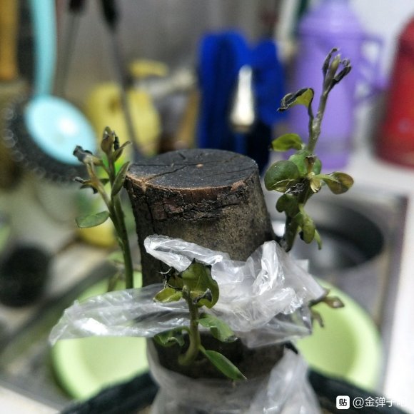 金弹子下山桩高培 覆膜 发芽了 图片