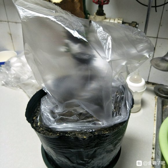 金弹子下山桩高培 覆膜 发芽了 图片