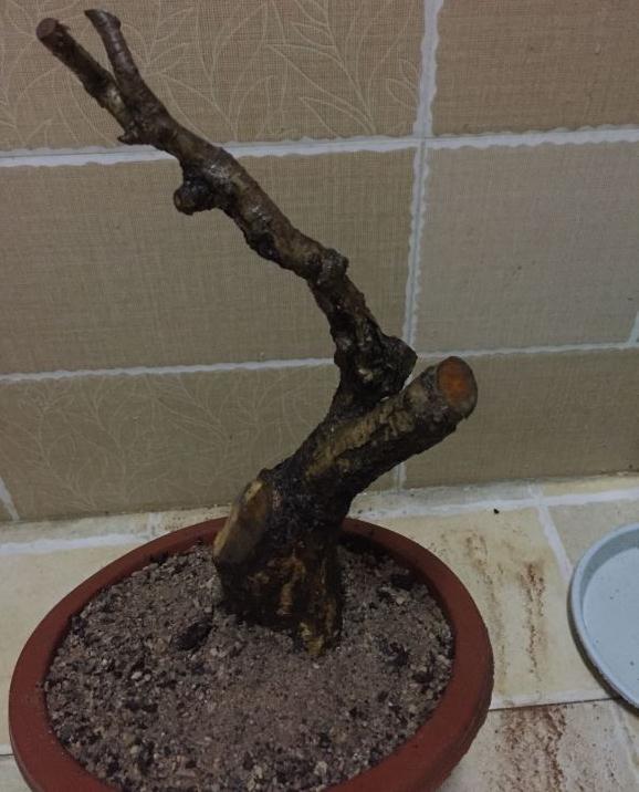 套袋野山楂下山桩发芽了 图片