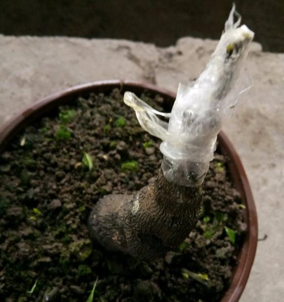 金弹子下山桩生桩嫁接来芽了 图片