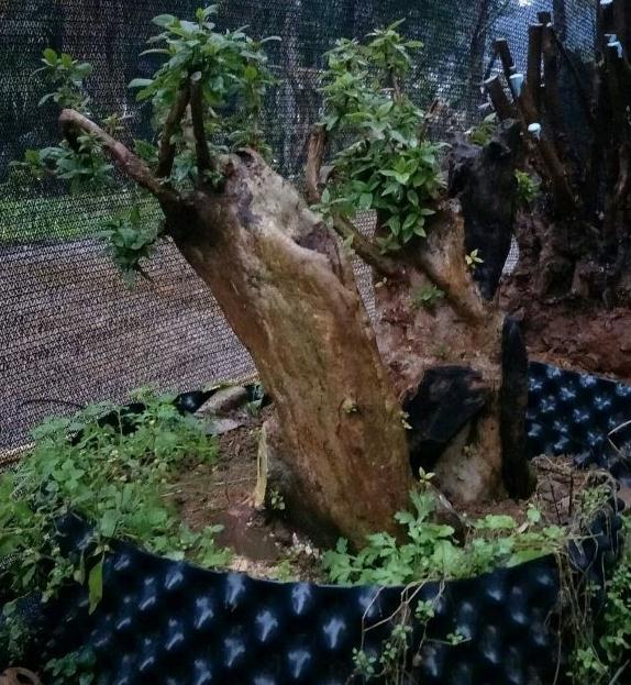 映山红下山桩 现在又在发芽