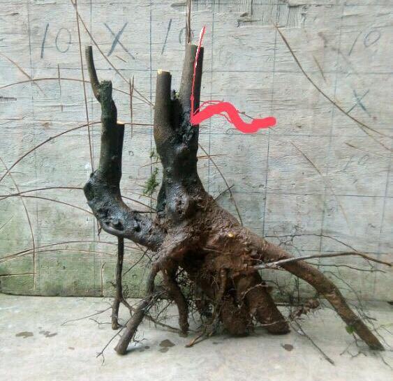 金弹子下山桩生桩如何快速形成过渡