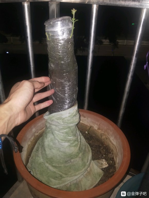 金弹子下山桩生桩浅栽更容易发根