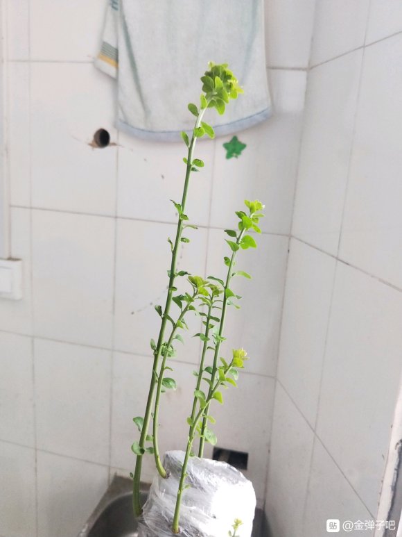 金弹子下山桩生桩浅栽更容易发根