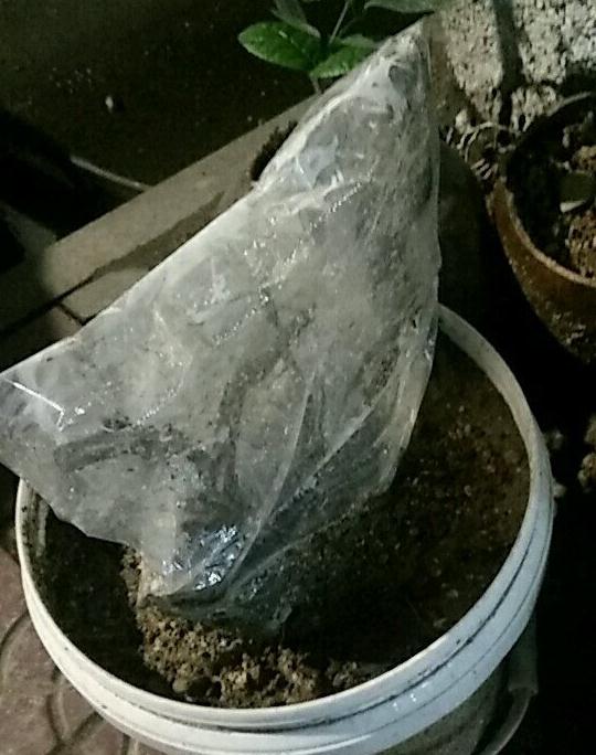 金弹子下山桩用保鲜膜套发芽了 图片