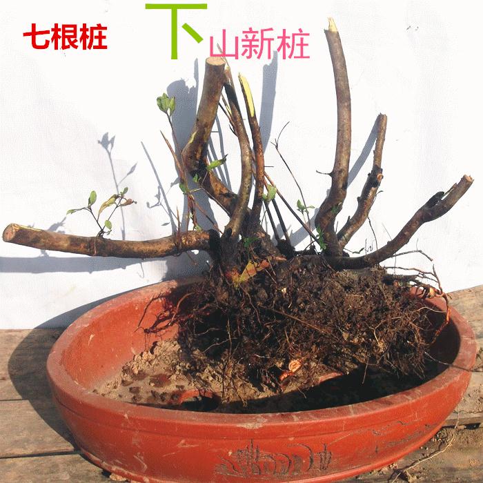 映山红下山桩生桩用的腐叶土 图片
