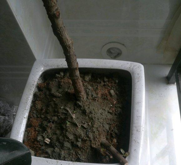 金弹子下山桩生桩不缠膜