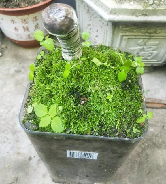 金弹子下山桩是先长根 还是先来芽